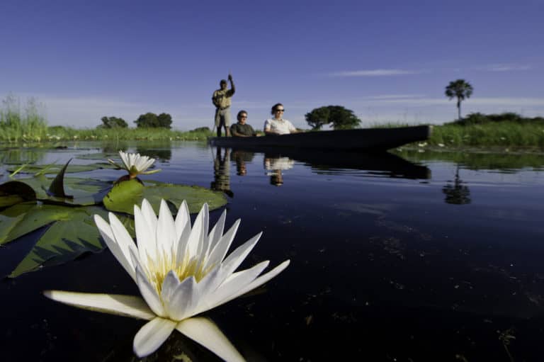 Beautiful water lilies add to the tranquil ambience of traditional mokoro excursions