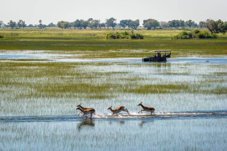 African Wild Dog running through the shallow delta waters on the Jao concession