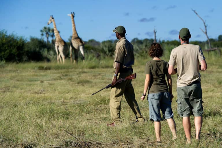 Giraffe as seen on walking safari from Jao Camp