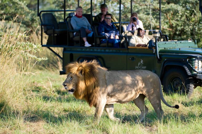Magnificent male lion sighting on game drive from Jao Camp