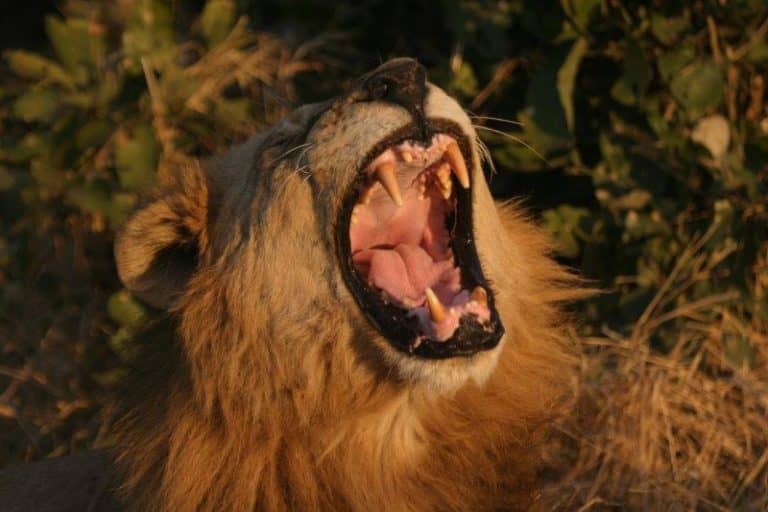 Myriad of animals including predators are encountered on Letaka Safaris