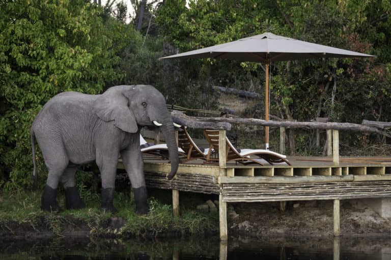 Elephant visitor at Pool Deck at Little Tubu