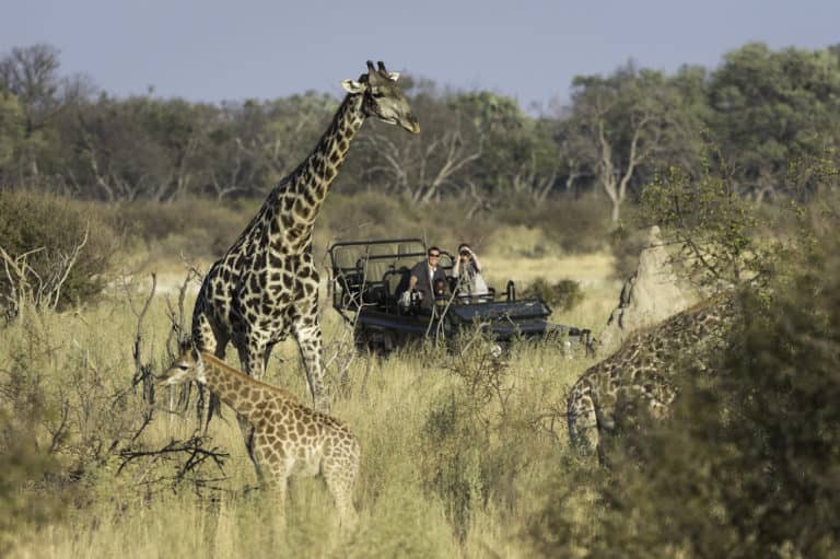 Giraffe sighting on Little Tubu game drive