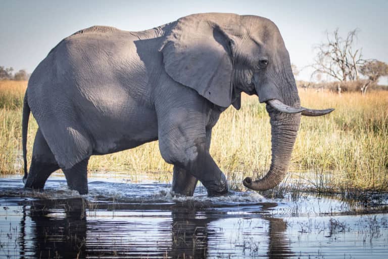Elephant in the water at Mma Dinare Camp