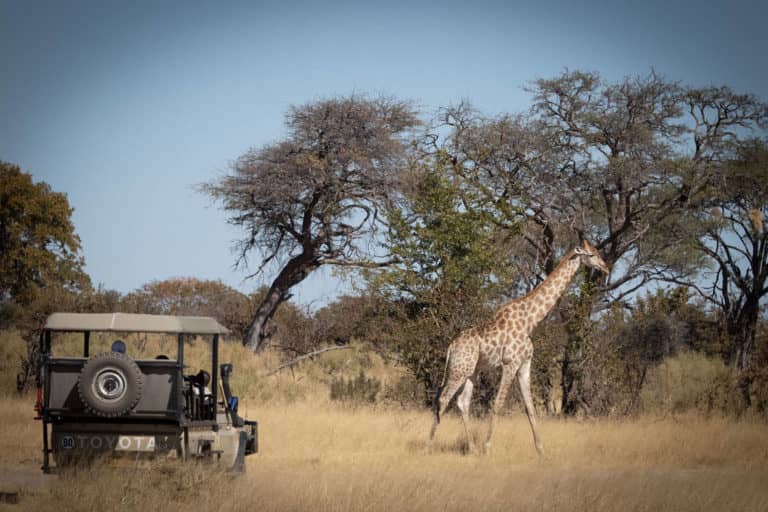 Giraffe as seen on game drive from Mma Dinare Camp