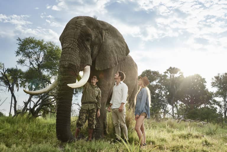 Sanctuary Baines' Camp offers elephant interactions and bush walks with its rehabilitated herd