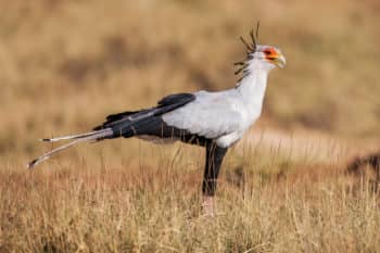 Secretary birds are often seen on Birding safaris in Botswana 