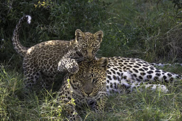 Female leopard with cub at Tubu Tree Camp