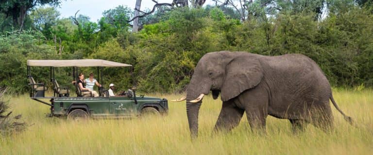Close up view of elephant on Tubu's afternoon game drive
