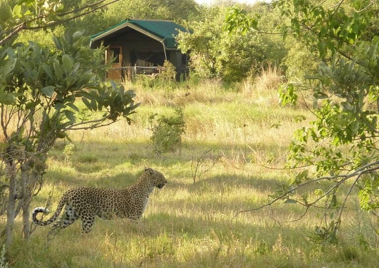 A leopard visiting Sango Camp