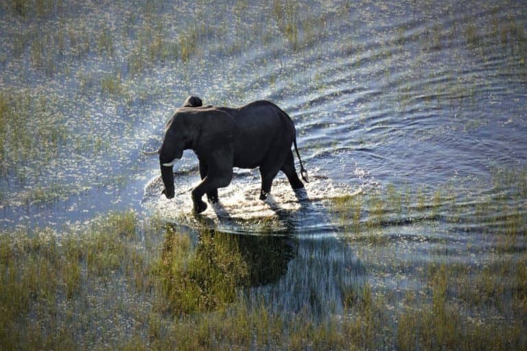 Elephant crossing water channel as from the air at Setari Camp