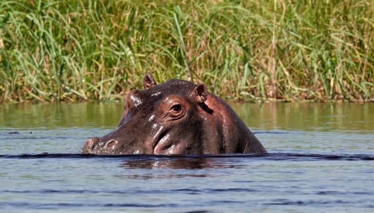 A hippopotamus watches carefully over its territory near Setari Camp