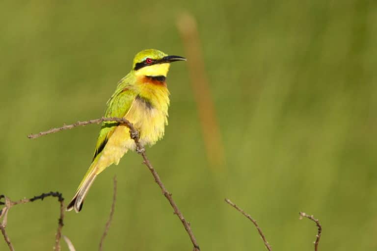 Little Bee eaters are just one of many species found in Setari 's vicinity