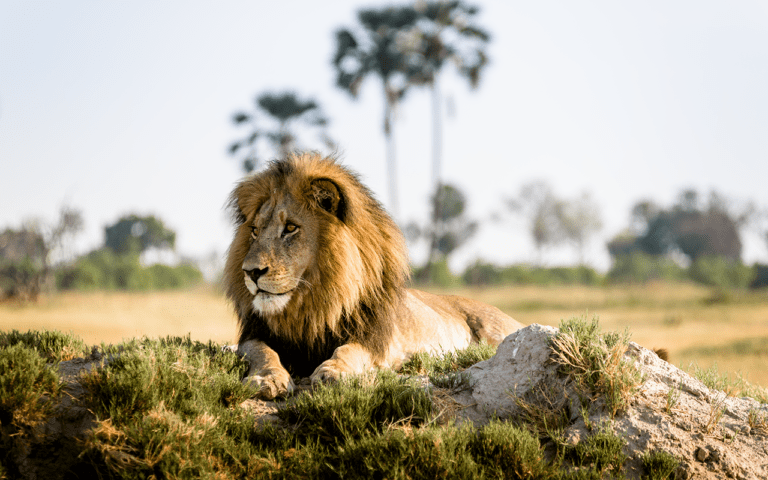 An impressive male lion seen on a game drive at Xigera Safari Lodge