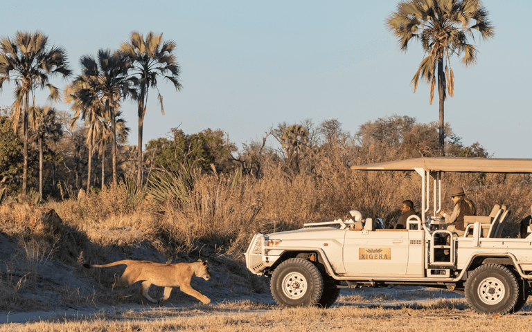 Game drive with lioness at Xigera Safari Lodge