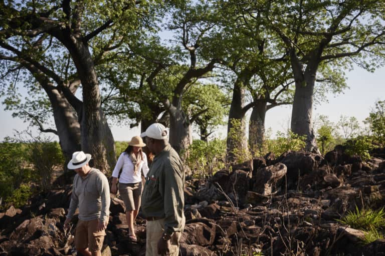 Savute Elephant Lodge guided walking safari