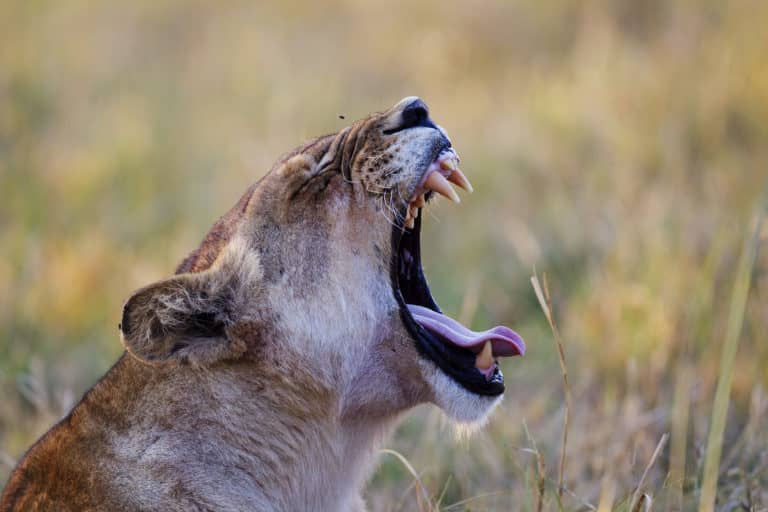 Yawning lion as seen on Okuti Camp game drive