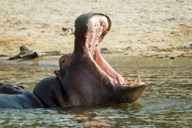 Yawning hippo captured by camera in Chobe River