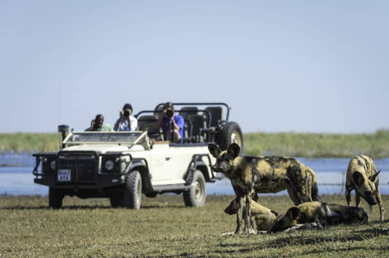 A pack of African Wild Dogs as seen from Duma Tau safari vehicle
