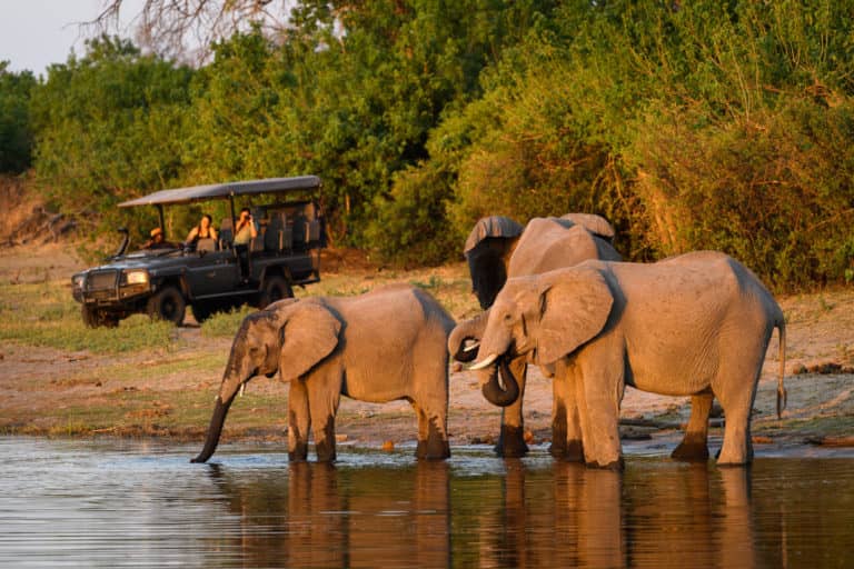 Close encounters with elephant on Kings Pool game drive
