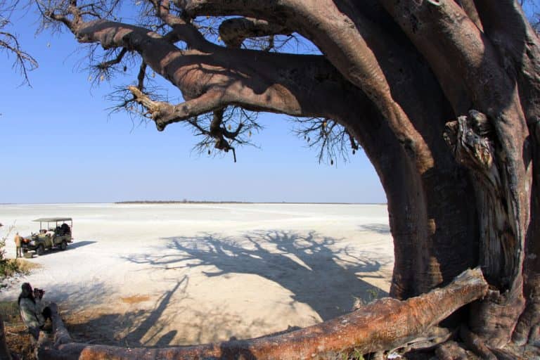 Day trip to Baines' Baobabs overlooking the salt pans