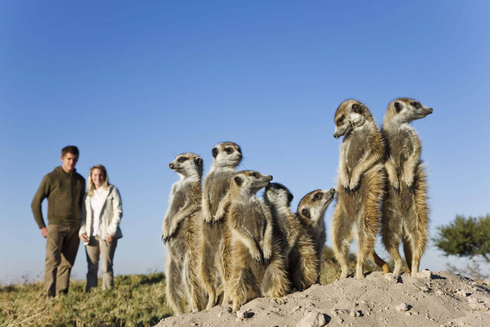 Guests thoroughly enjoy the semi habituated Meerkat experience at Camp Kalahari