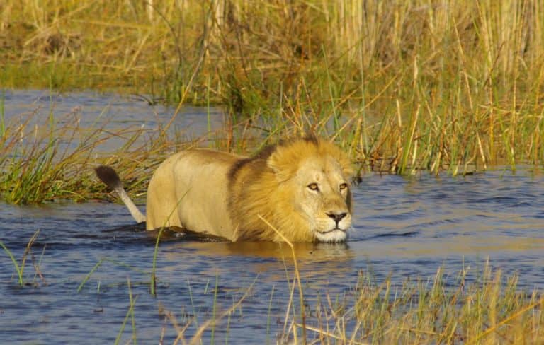 A Male lions braves the water close to Okuti Camp
