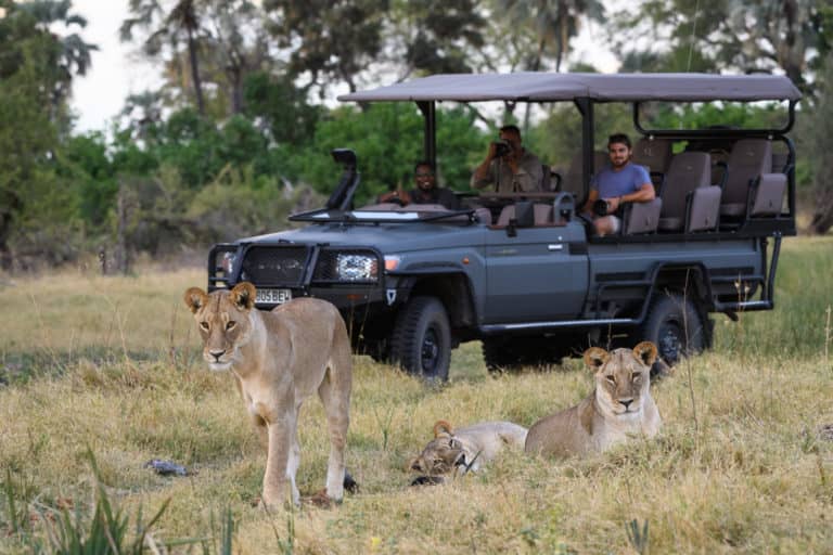 Lion sighting on Qorokwe Camp game drive