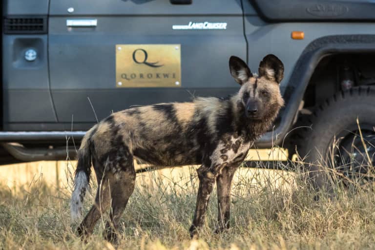 Personal encounter with African Wild dog on safari from Qorokwe Camp