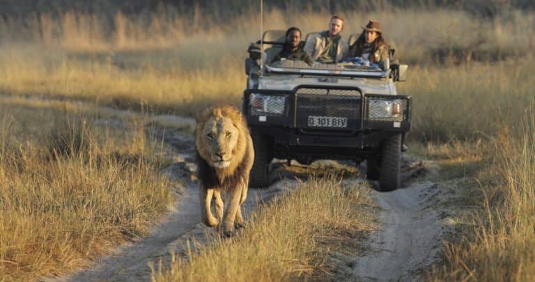 Game drive with lion at Shinde Footsteps
