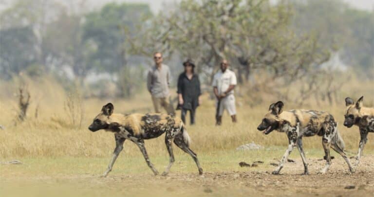 Wild dogs on a walking safari at Shinde Footsteps