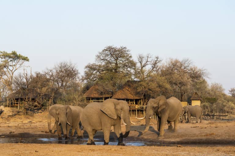 Savuti Camp enjoys the elephant activity at a nearby waterhole
