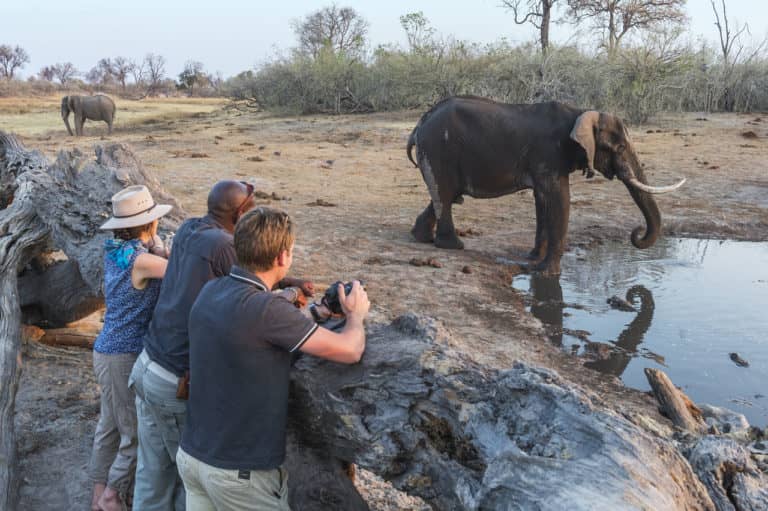 Close up view of elephant at waterhole at Savuti Camp