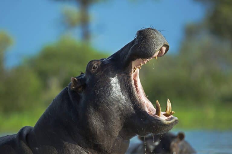 Hippo in the Okavango near Sitatunga Private Island Camp
