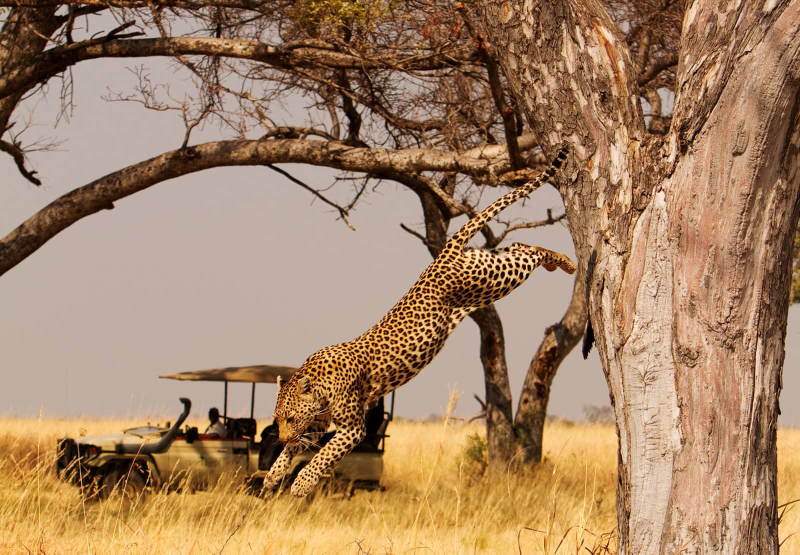 Leaping leopard spotted on Shinde Camp game drive