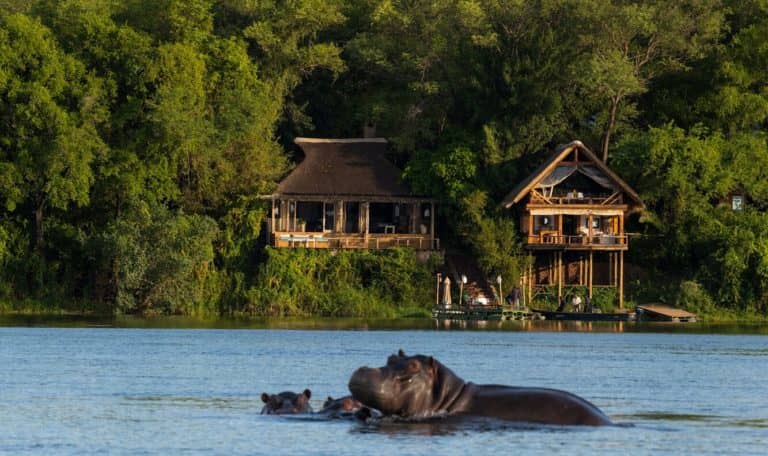 Hippos wallow in the waters in the Zambezi below Tongabezi Lodge