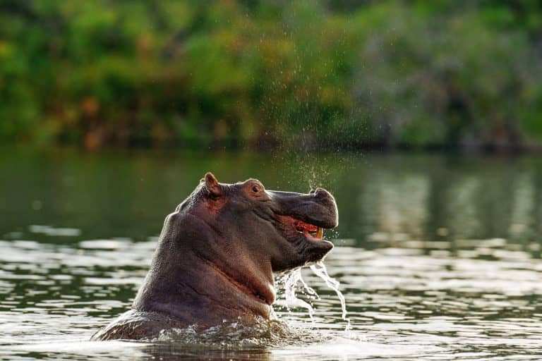 Territorial Hippo as seen by guests at Xugana Island Lodge