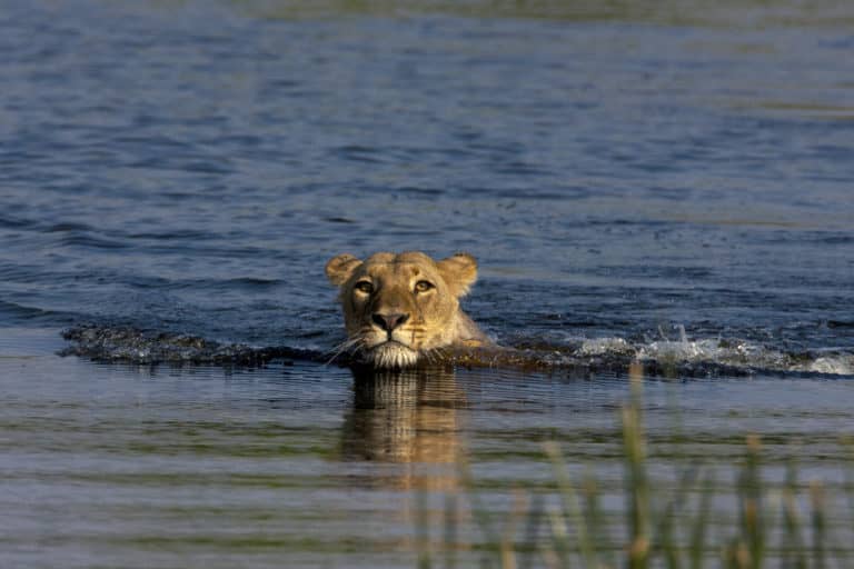 Lioness shows off her swimming skills close to Zarafa Dhow Suite
