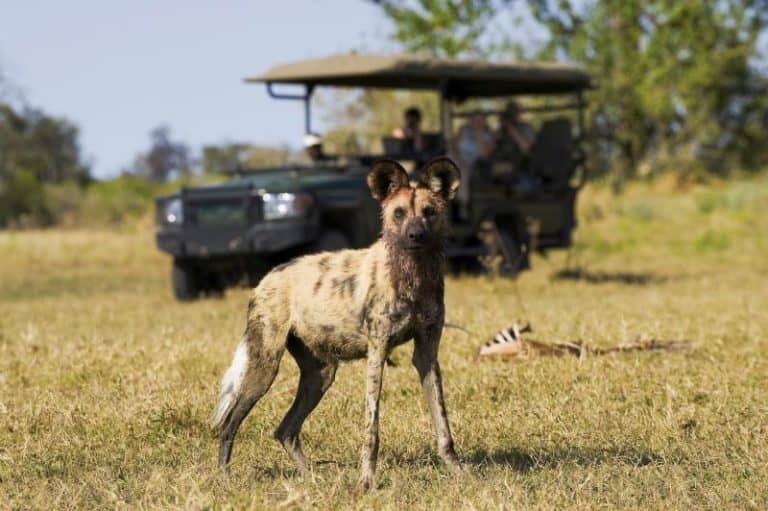 Guests on game drive from Zarafa spot an African Wild Dog