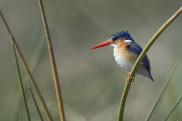 Malachite Kingfisher as seen by birding guests from Khwai Bush Camp