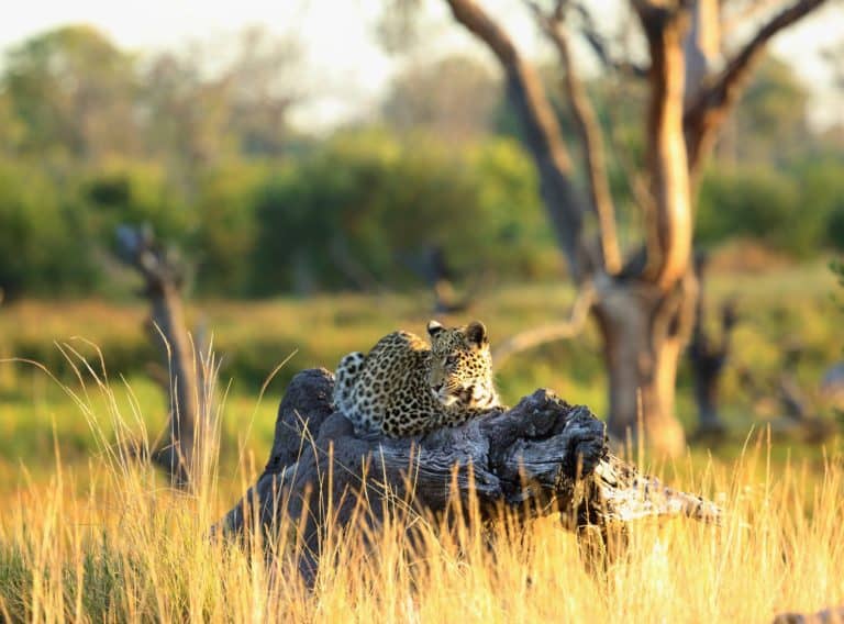Resting tree trunk leopard sighting at Khwai Bush Camp