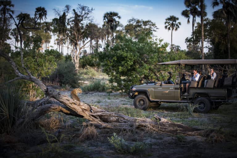Little Mombo's safari vehicle stands at an exciting leopard sighting