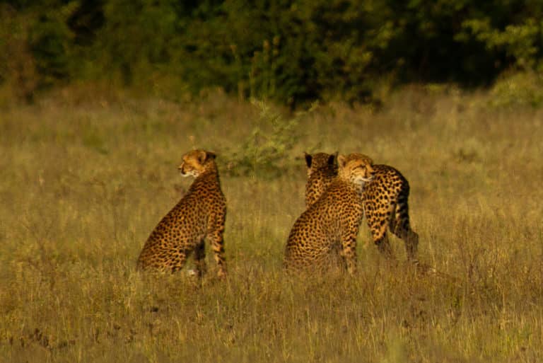 Cheetah brothers in the Nxai Pan area as seen by Migration Expeditions