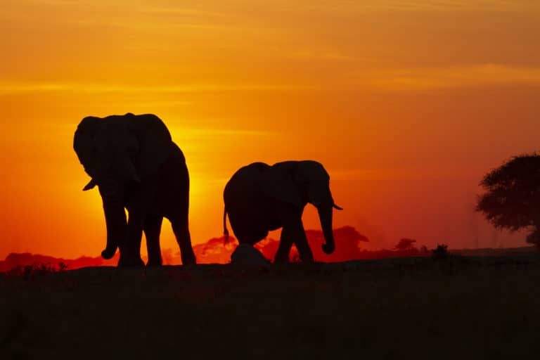 Sunset vision of ellies with Migration Expeditions