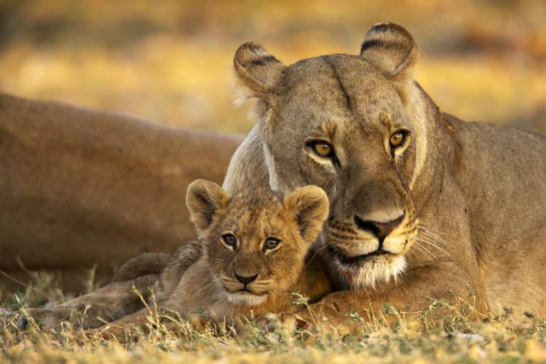 Fantastic image of lion and cub in vicinity of Okavango Explorers Camp