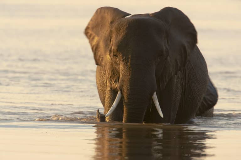 Bull elephant takes to the Delta waters in the late afternoon at Okavango Explorers Camp