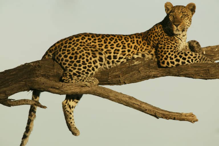 Lounging leopard in tree discovered by Selinda Explorers guests