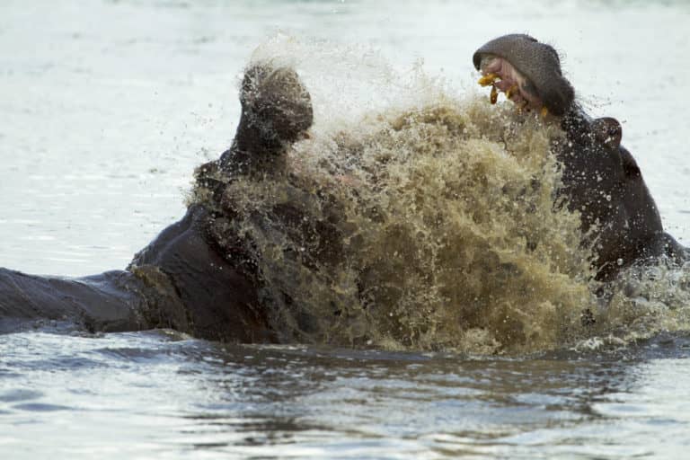 Territorial hippos close to Selinda Explorers demonstrate their prowess