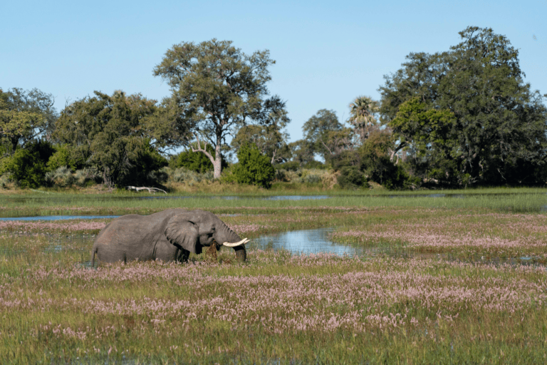 Elephant cooling down in the nearby river