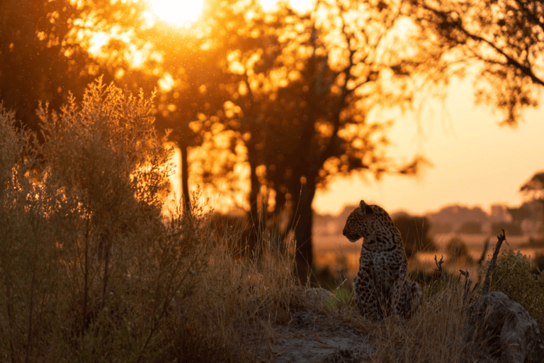 Leopard at sunset near Mokolwane Camp